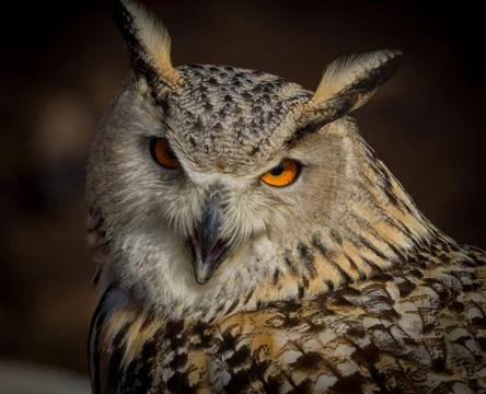 Close up of Eagle Owl Stock Photos