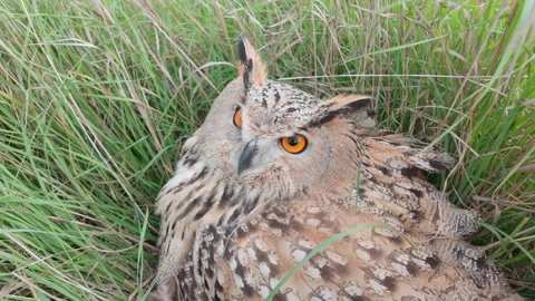 Close-up of Eagle-owl sits on high grass, hiding from cold autumn winds and Stock Footage 339372568