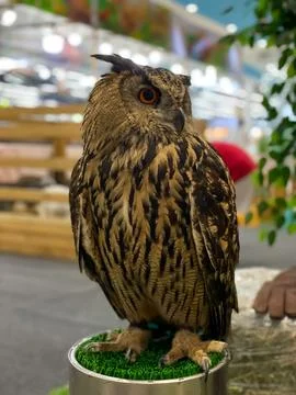 A close-up of an eagle owl on a stand Fotos de archivo