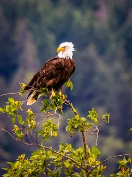 Close-up of eagle perched high in a tree, with head turned to the side. Stock Photos