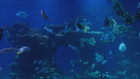 Close-up of Eagle Ray . 4k Stock Footage 129523553