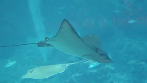 Close Up Eagle Ray In Aquarium Stock Footage 254393489