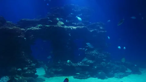 Close up of an eagle ray. Red sea. 4k Video stock 129613893