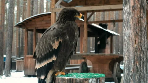 Close-up. The eagle sits on the hand. Looking out for prey in the dark forest. 库存影片 147043531