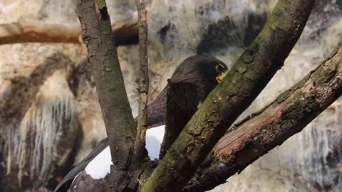 Close-up of an eagle that sits on a tree Stock Footage 153964220