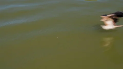 Close-up of eagle swooping down and catching fish out of a lake. Stock Footage 106161706