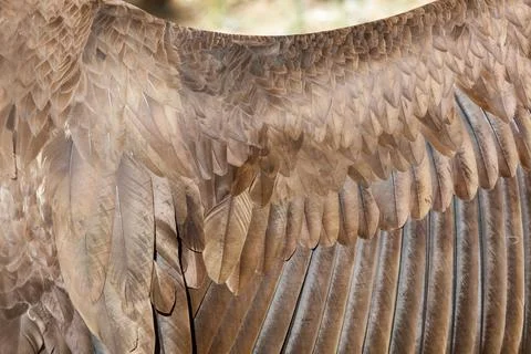 Close-up of eagle wing feathers Stock Photos