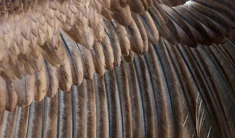 Close-up of eagle wing feathers Stock Photos