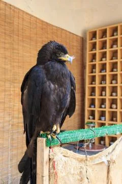 Close up of eagle with yellow background Stock Photos