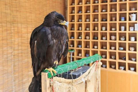 Close up of eagle with yellow background Stock Photos