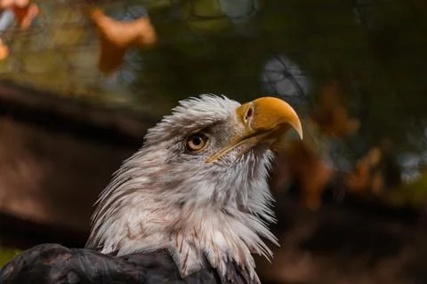 Close-up of the eagle's head looks up. Stock Photos