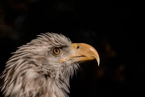 Close-up of the eagle's head looks up. Stock Photos