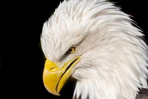 A close up of an eagle's head with yellow beak and yellow eyes Stock Photos