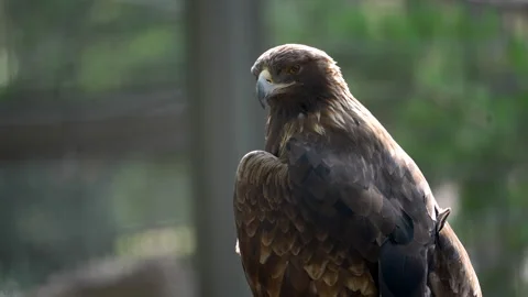 Close-up of an eagle's piercing gaze and hooked beak, raw power and beauty of Stock Footage 341476807