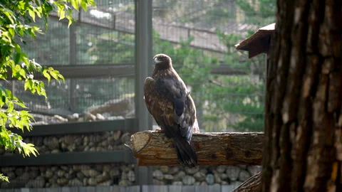 Close-up of an eagle's piercing gaze and hooked beak, capturing raw power and Stock Footage 341476920