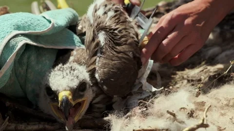 Close Up Of An Eaglet In An Eagle's Nest Stock Footage 259538445