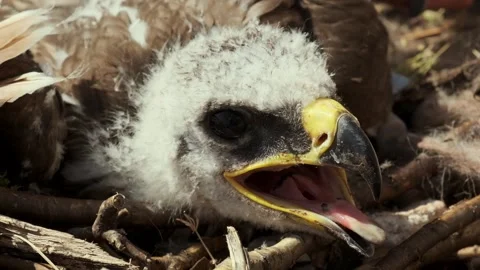 Close Up Of An Eaglet In An Eagle's Nest Stock Footage 259538612