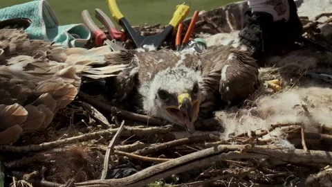 Close Up Of An Eaglet in An Eagle's Nest Next To The Ornithologist's Instruments Stock Footage 259538458