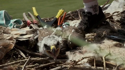 Close Up Of An Eaglet in An Eagle's Nest Next To The Ornithologist's Instruments Stock Footage 259538501