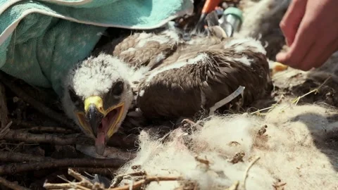 Close-Up Of An Eaglet Measured By An Ornithologist In An Eagle's Nest. Stock Footage 259538418