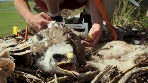 Close-Up Of An Eaglet Measured By An Ornithologist In An Eagle's Nest. Stock Footage 259538635