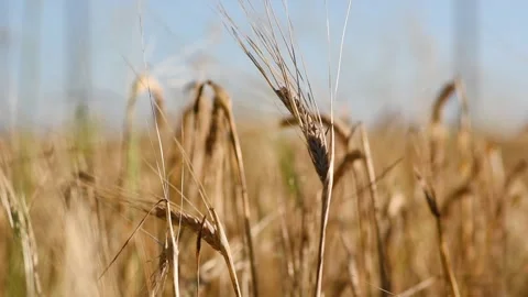 Close-up of an ear of barley in the field. Stock Footage 208040497