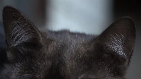 Close up of the ear of a black cat. Stock Footage 145688741