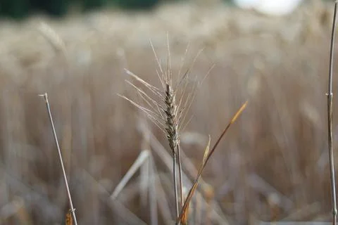 Close up of ear of corn with blurred corn field behind Stock Photos