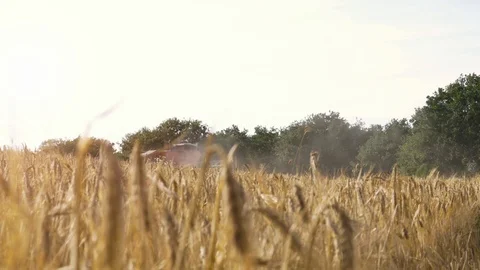 Close up of ear of corn in golden wheat field with thresher truck moving far on Stock Footage 91195748