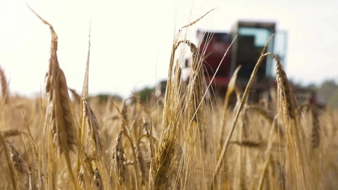 Close up of ear of corn in golden wheat field with thresher truck approaching on Video stock 91196998