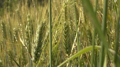Close up of an ear of corn grown in a city park in Modena Video stock 109505996