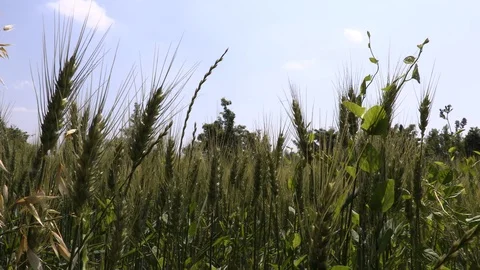 Close up of an ear of corn grown in a city park 動画素材 109506003