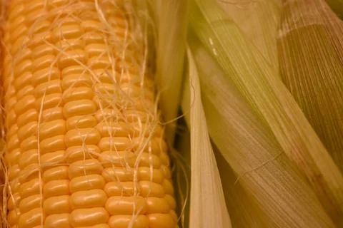 Close-up of an ear of corn Fotos Stock