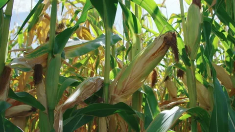 Close on ear of corn ready for harvesting with sun flare, slow motion Видео 202264653