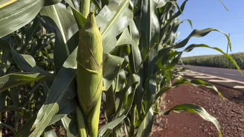 Close-up of an ear of corn (Zea mays) at a stage of development in a rural ar Stock Photos
