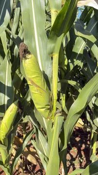 Close-up of an ear of corn (Zea mays) at a stage of development in a rural ar Stock Photos
