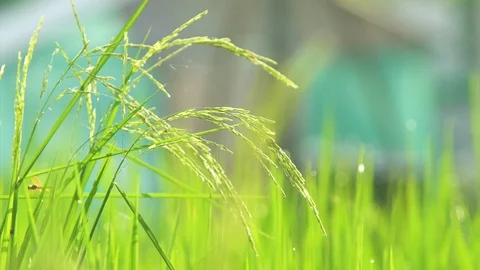 Close Up Ear of Rice Blowing and Shaking by Wind  Stock Footage 103353540