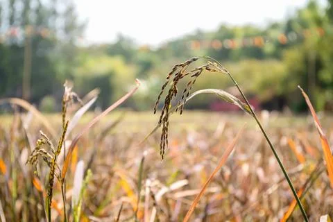 Close up ear of rice in fields Foto stock