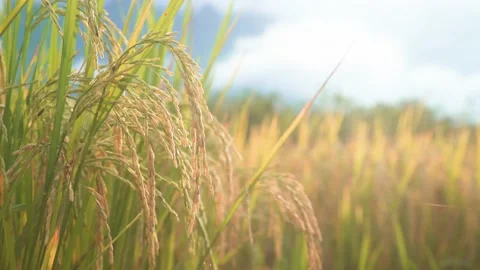 Close up ear of rice flare sunlight in morning Stock Footage 198809662