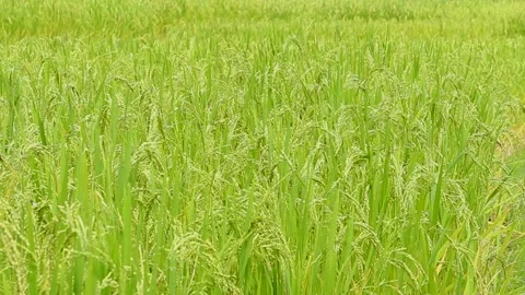 Close up ear of rice swaying by wind in paddy rice field under the sun. Stock Footage 144417730