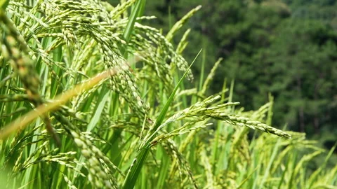 Close up ear of rice swaying by wind in paddy rice field under the sunshine. Video stock 145039769