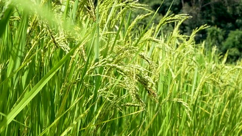 Close up ear of rice swaying by wind in paddy rice field under the sunshine. Stock Footage 145039854