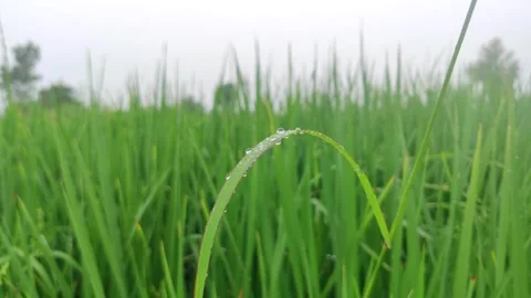 Close up ear of rice swaying by wind in rice paddy Vídeos de archivo 247359622