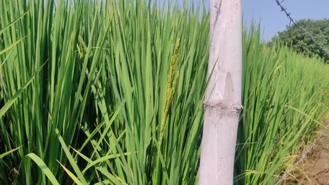Close up ear of rice swaying by wind in rice paddy. Stock-Footage 247734604