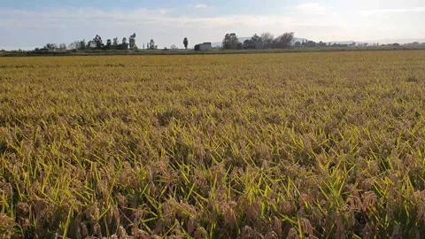 Close Up Ear of Rice in the Wind at the Ebro Delta Stock Footage 133402460