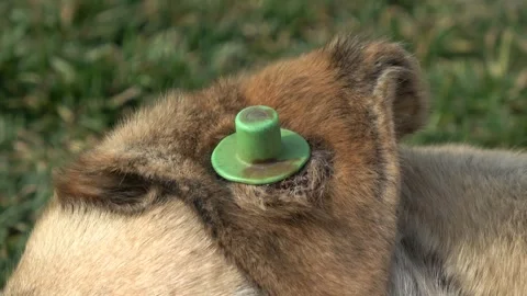 Close up ear tag of a sleeping stray dog Video stock 342741127
