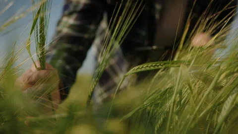 Close-up of an ear of wheat that a farmer checks Stock Footage 234263406