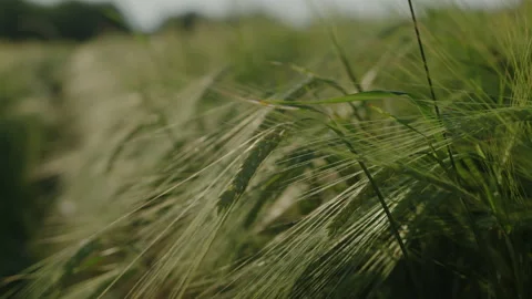 Close-up of an ear of wheat moving in the wind on a field Stock Footage 234264255