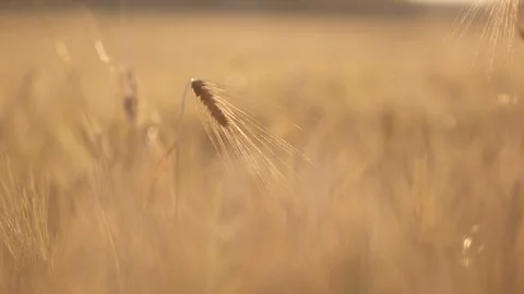 Close-up of an ear of wheat in warm light Video stock 87116268