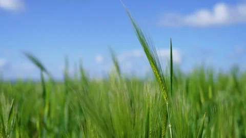 Close-up of an ear of wheat, wheat field Stock Footage 235607689